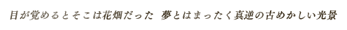 目が覚めるとそこは花畑だった  夢とはまったく真逆の古めかしい光景